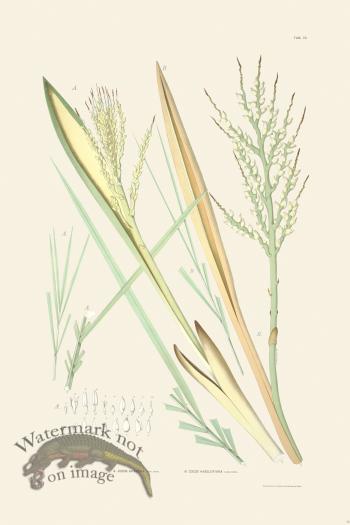 Rodrigues Palm Front 058